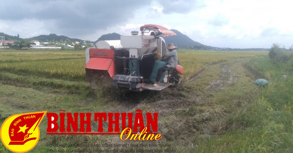 Récolte de riz au début de l'été et à l'automne après les inondations