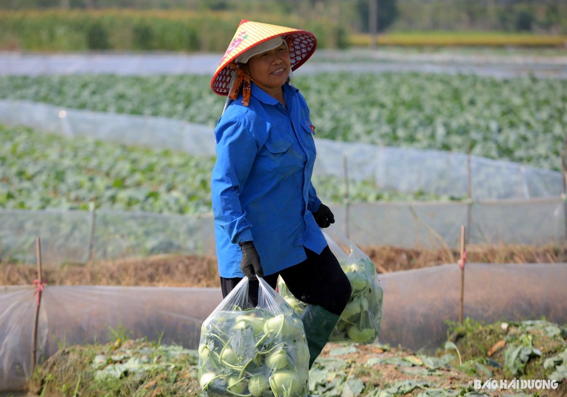 ハイドゥオンの初冬野菜.jpg