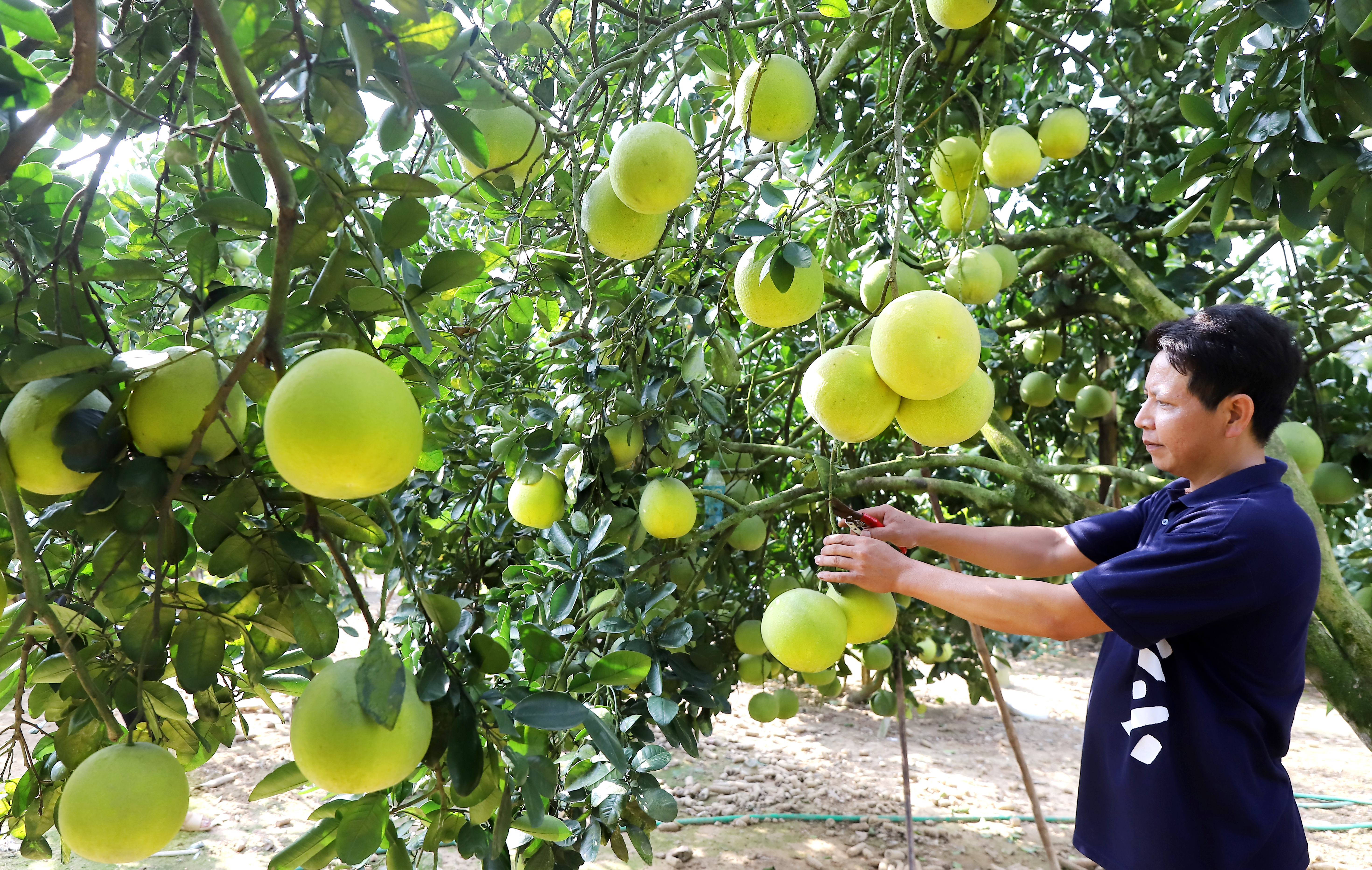 Goldene Jahreszeit im Grapefruitland