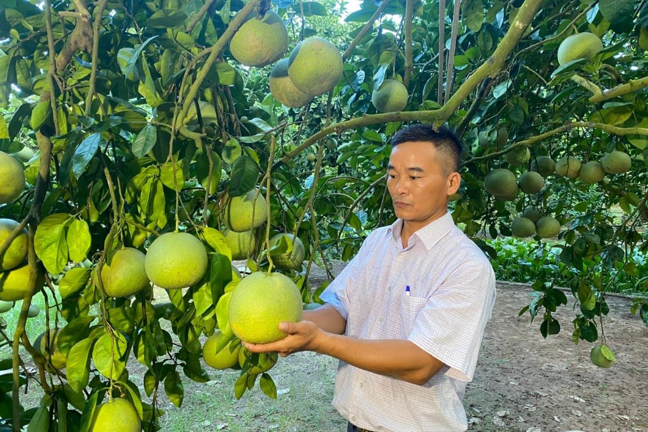 Grapefruit gardens full of fruit in Thanh Hong (Thanh Ha)