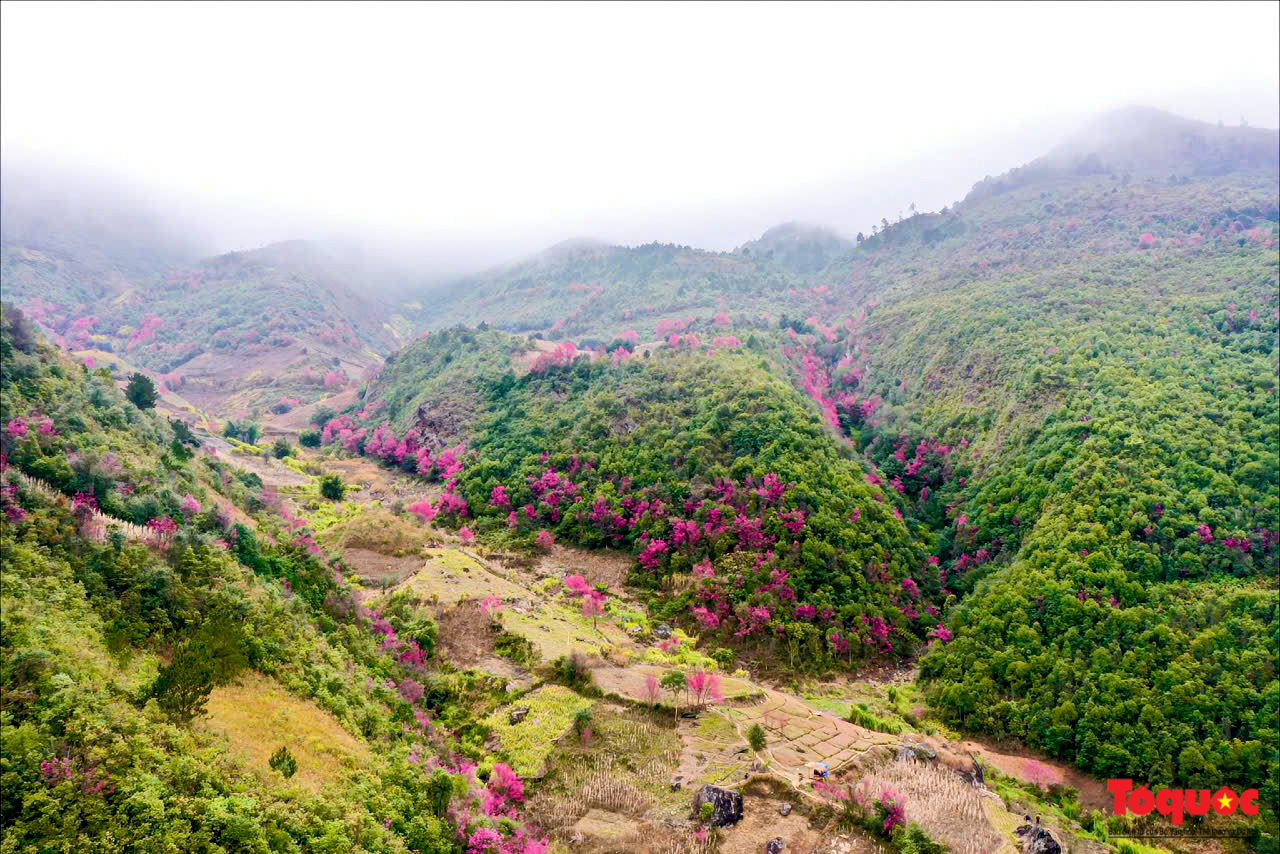 Las flores gruesas tiñen de rosa la aldea de Mu Cang Chai - Foto 17.