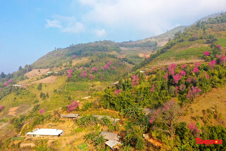 Las flores gruesas tiñen de rosa la aldea de Mu Cang Chai - Foto 2.