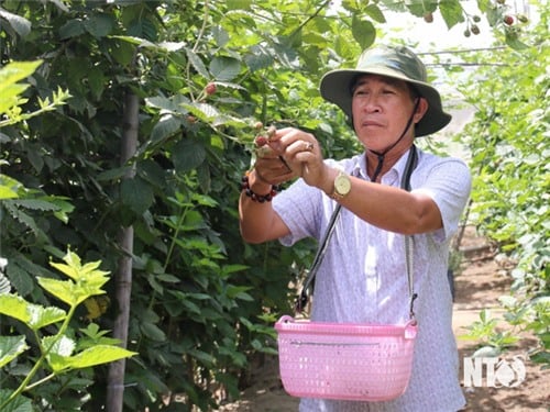 NTO – Les agriculteurs urbains. Phan Rang