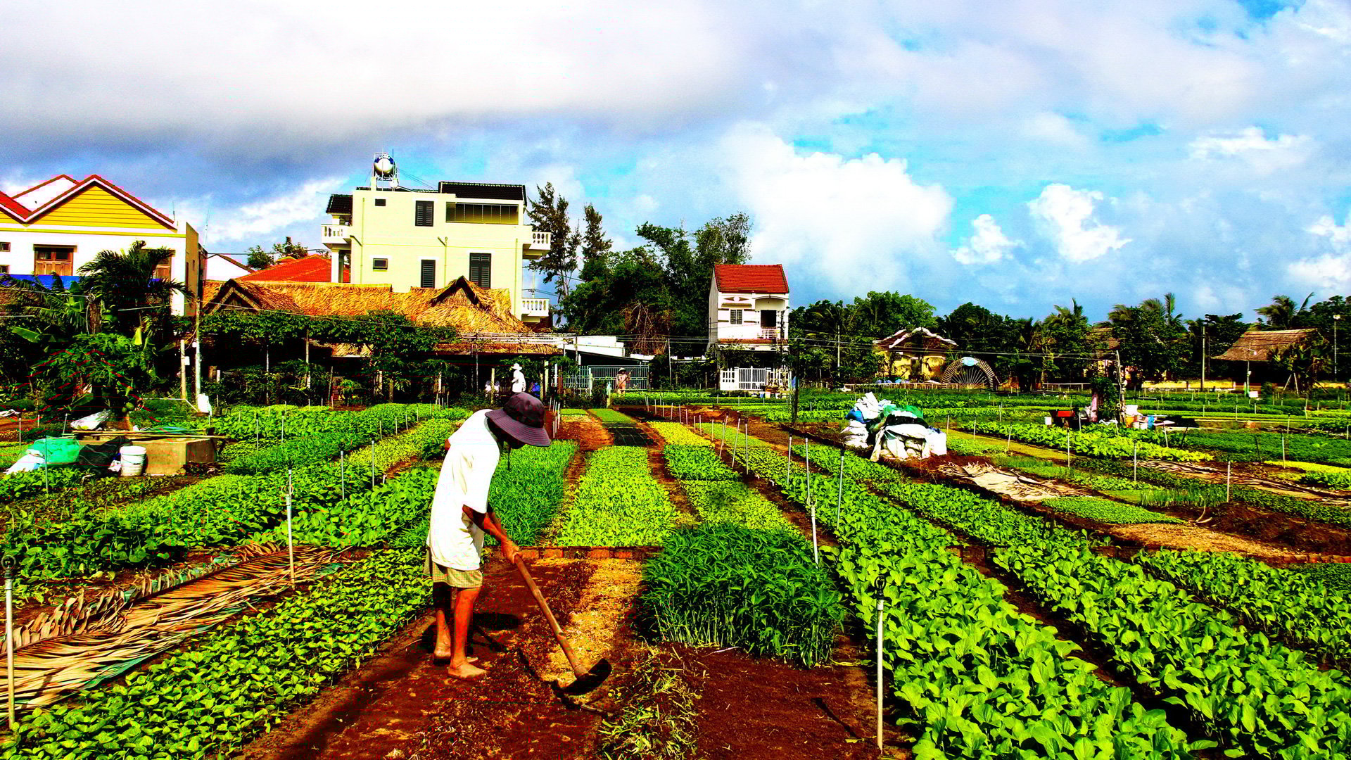 Tra Que Vegetable Village
