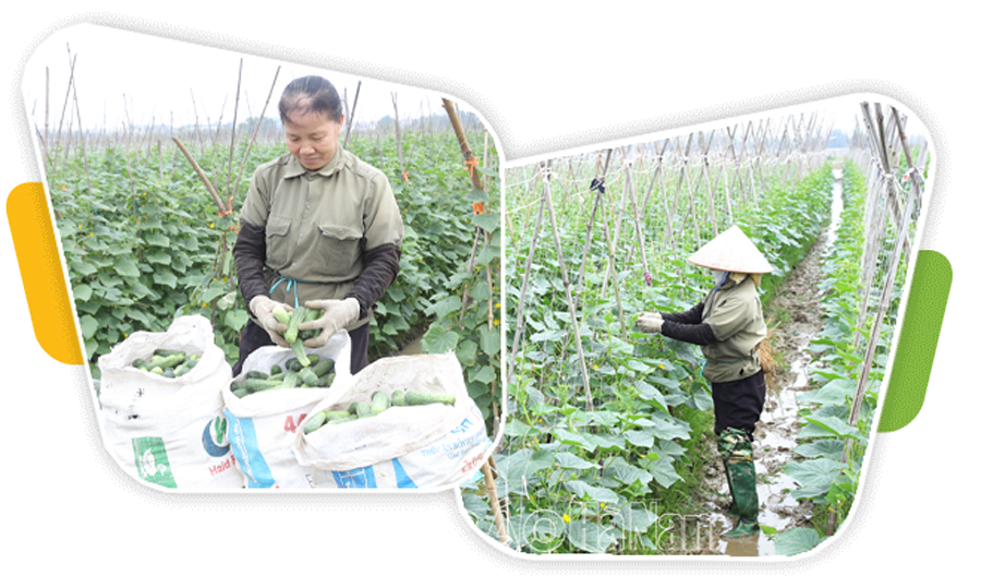 ការអភិវឌ្ឍឧស្សាហកម្មកែច្នៃ លើកកម្ពស់ផលិតកម្មទំនិញកសិកម្ម