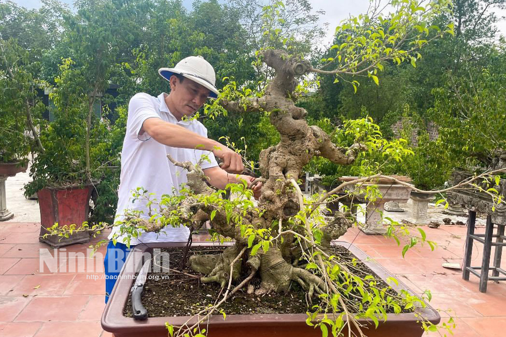 La quintaesencia de la antigua capital: Exposición de bonsáis para el Patrimonio Mundial Cultural y Natural de Trang An