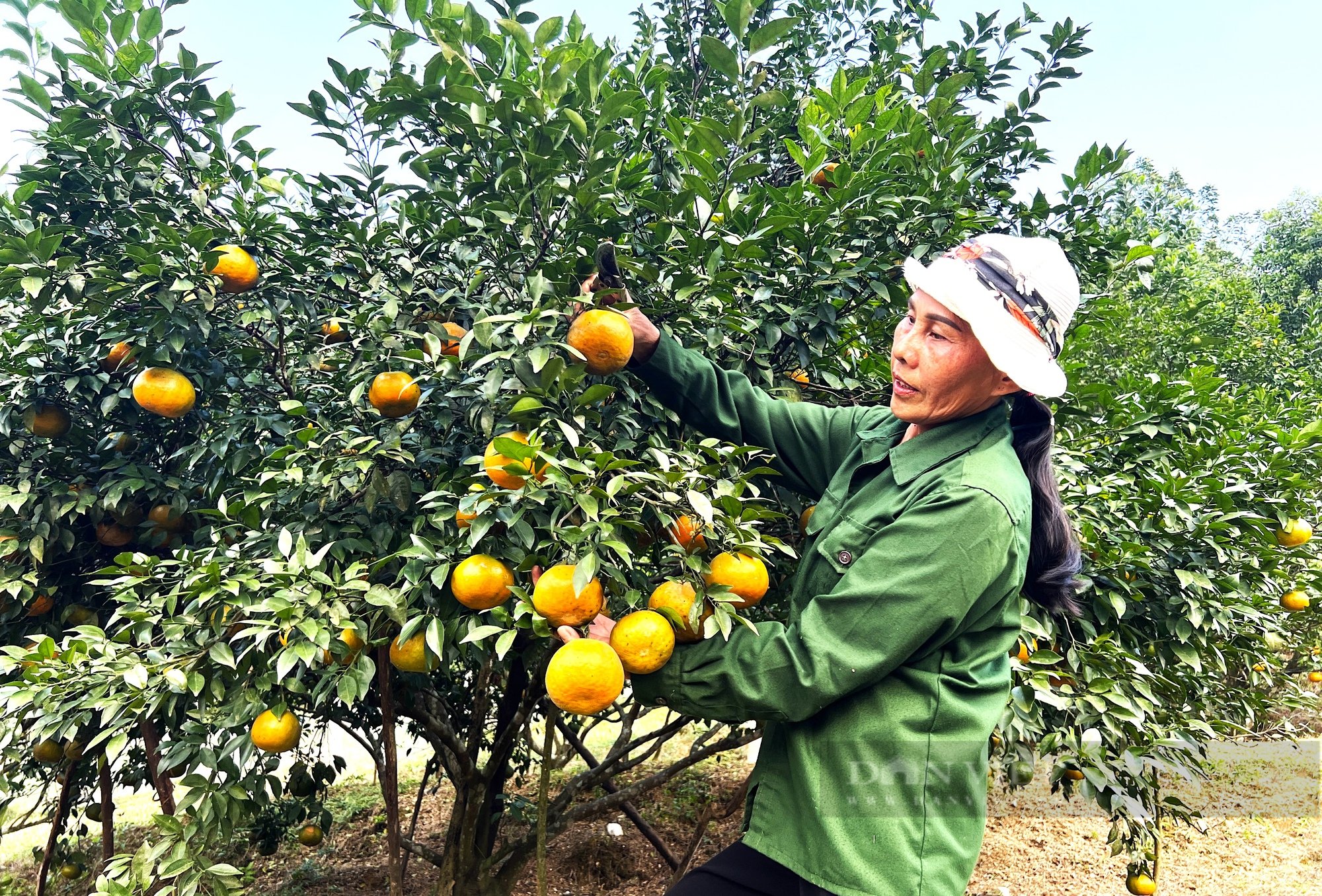 Đặc sản giống cam “lạ” Hương Sơn (Hà Tĩnh”, đắt như tôm tươi ngày cận Tết- Ảnh 1.