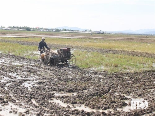 Ninh Phuoc focuses on 2023 crop production