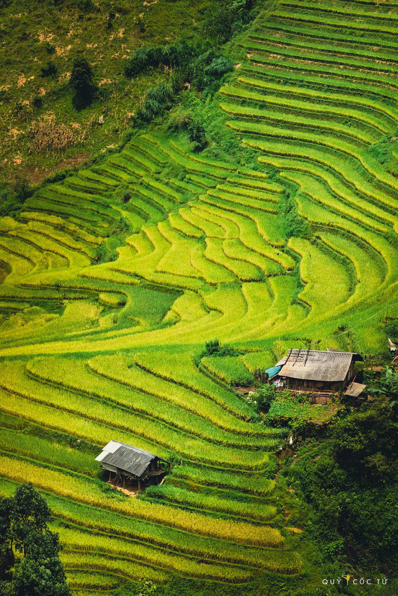 Mu Cang Chai, Yen Bai ist in der Reisreifesaison wahrhaftig ein strahlend goldenes Meisterwerk, das sich über gewundene Terrassenfelder erstreckt. Diese Schönheit wird noch reizvoller, wenn man durch das friedliche, rustikale Dorf Che Cu Nha mit seinen Pfahlbauten fährt, die zwischen dem goldenen Meer und dem majestätischen La Pan Tan versteckt sind, wo sich weite Terrassenfelder bis zum Himmel erstrecken.