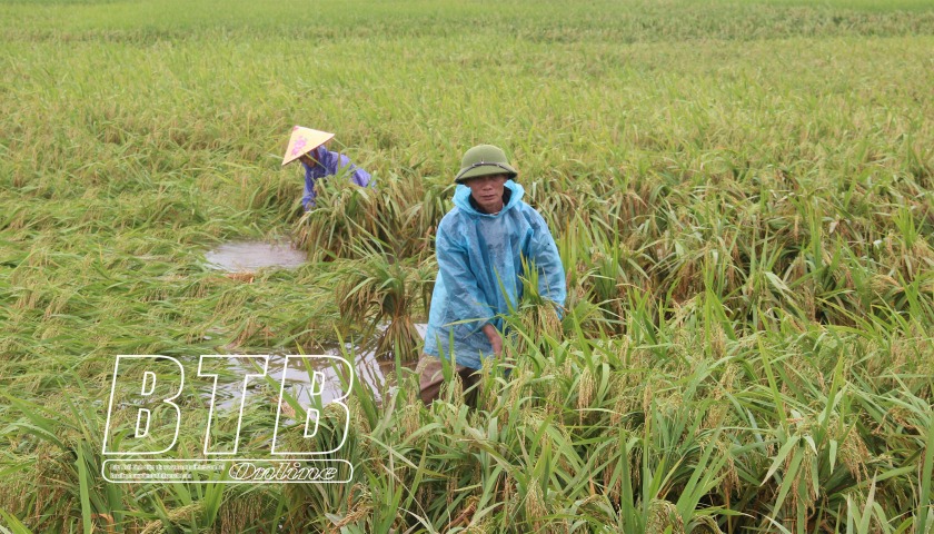 การเอาชนะผลกระทบของฝนต่อข้าว