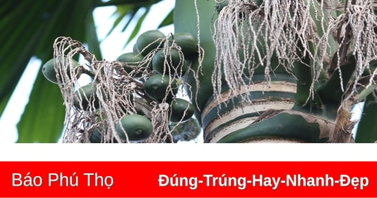 Giá quả cau tươi tăng bất ngờ