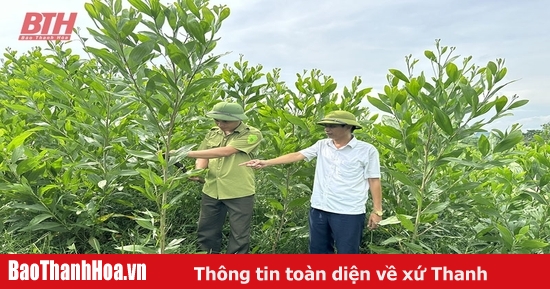 Nâng cao chất lượng, hiệu quả trồng rừng gỗ lớn