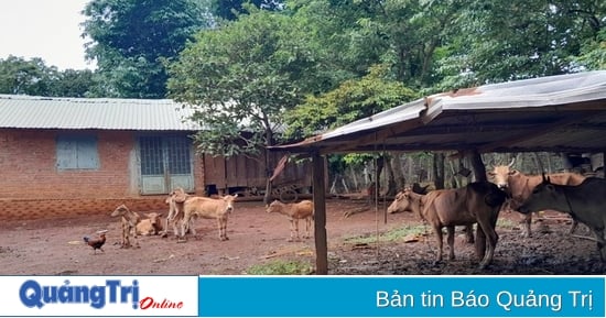 Huong Hoa verkündete das Ende der Maul- und Klauenseuche-Epidemie in den Büffel- und Kuhherden der Gemeinden Huc und Tan Long.