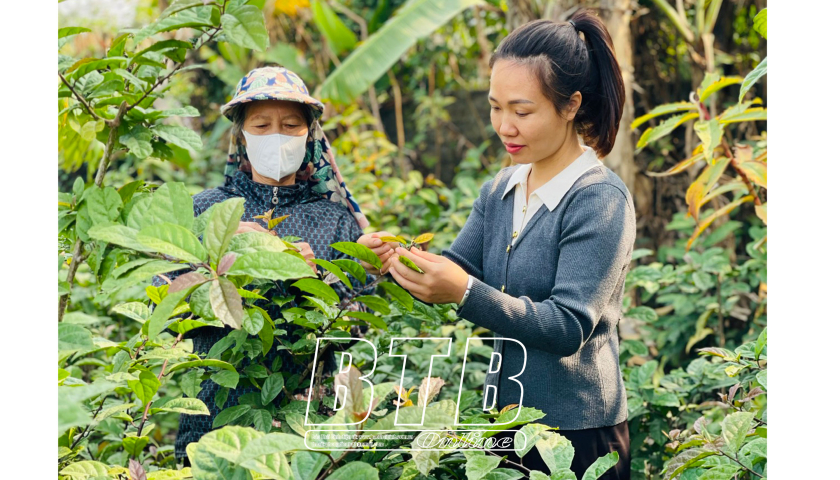 Hung Ha៖ ផលិតផល OCOP "ចាប់រលក" នៃទីផ្សារ