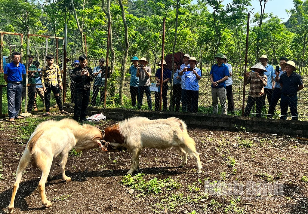 La Asociación Provincial de Agricultores examina los preparativos para la organización del Festival de Lucha de Cabras