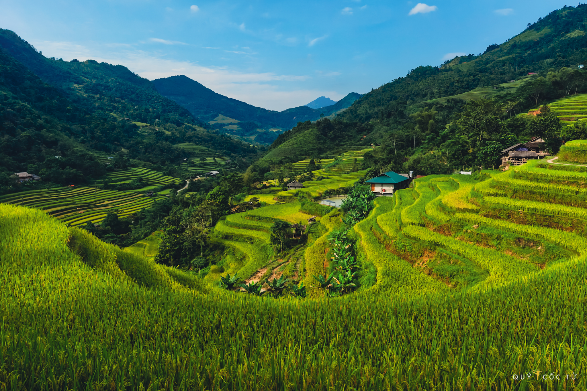 Thong Nguyen Village, Hoang Su Phi, Ha Giang trägt einen leuchtend gelben Mantel, der die Herzen der Menschen erobert. Die Terrassenfelder erstrecken sich wie schimmernde goldene Seidenstreifen über die Berghänge.