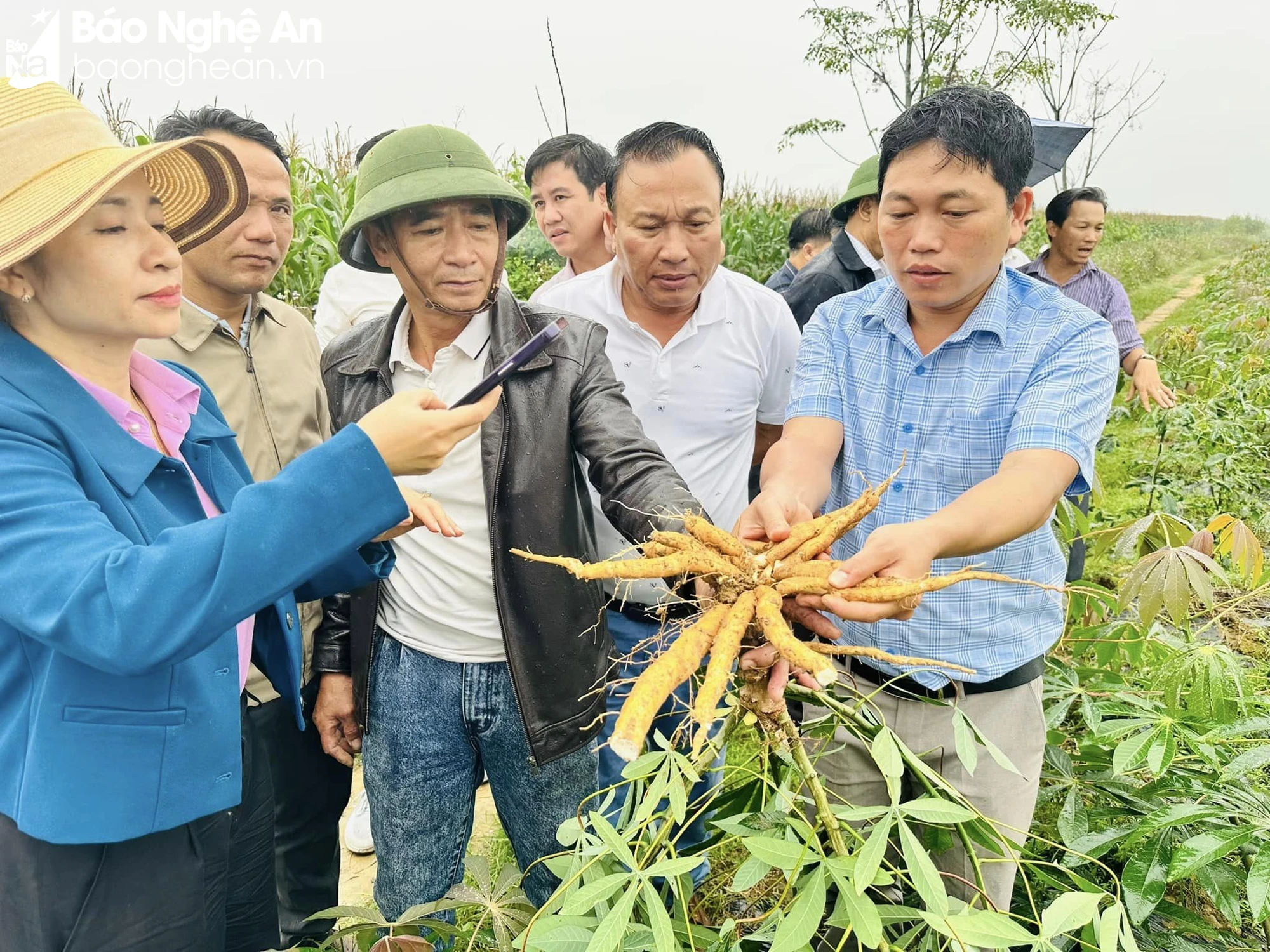 bna_giống mới.jpg