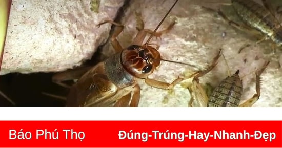 Triển vọng từ nuôi dế