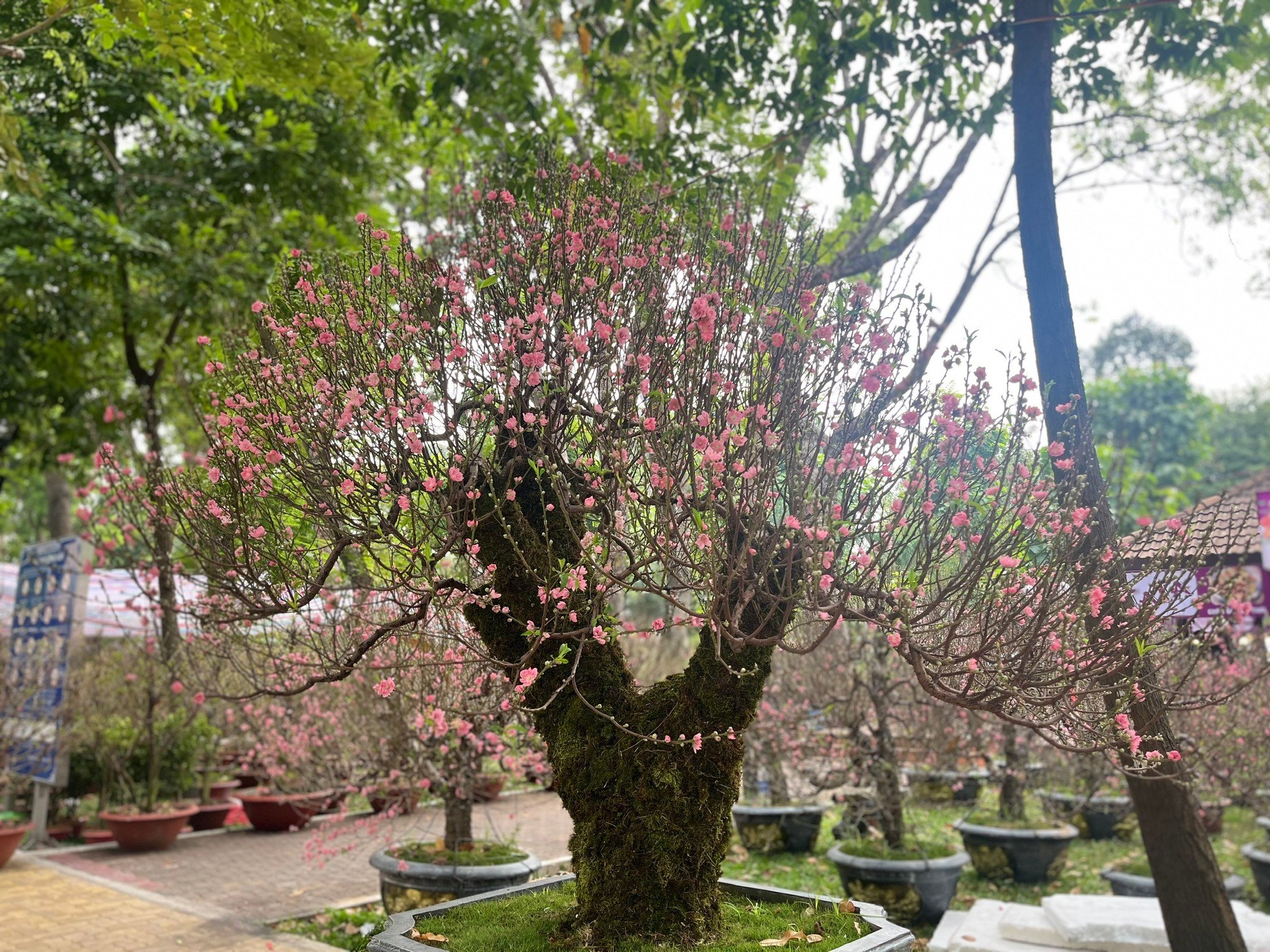 El antiguo melocotonero Son La, valorado en casi 100 millones, atrae a clientes en la ciudad de Ho Chi Minh foto 3