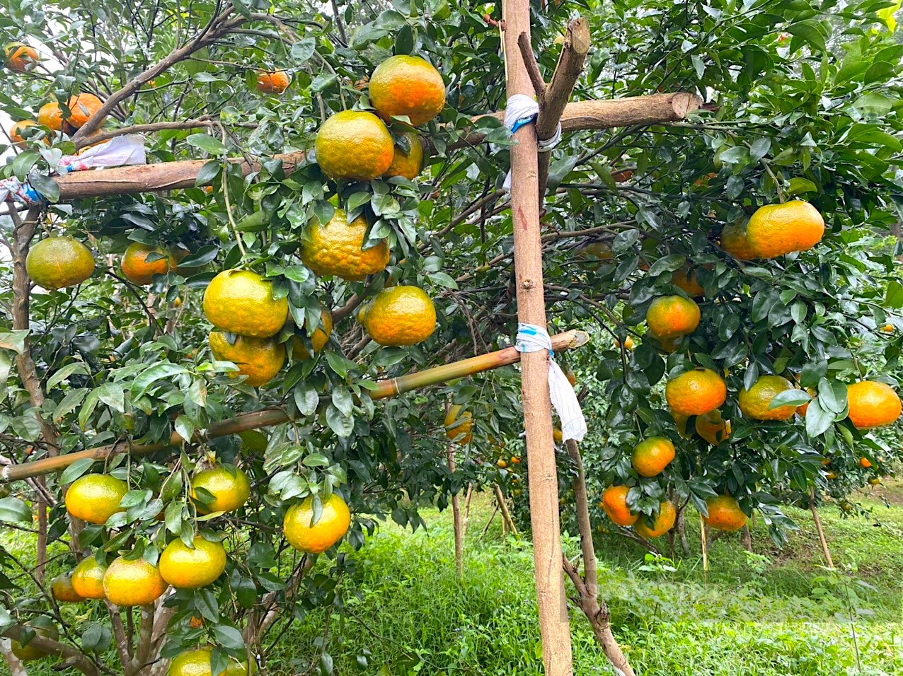 Đặc sản giống cam “lạ” Hương Sơn (Hà Tĩnh”, đắt như tôm tươi ngày cận Tết- Ảnh 2.