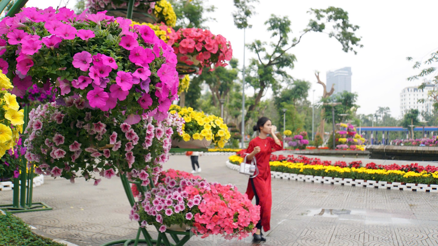 Người Hải Phòng check-in vườn hoa trung tâm cận Tết ảnh 5