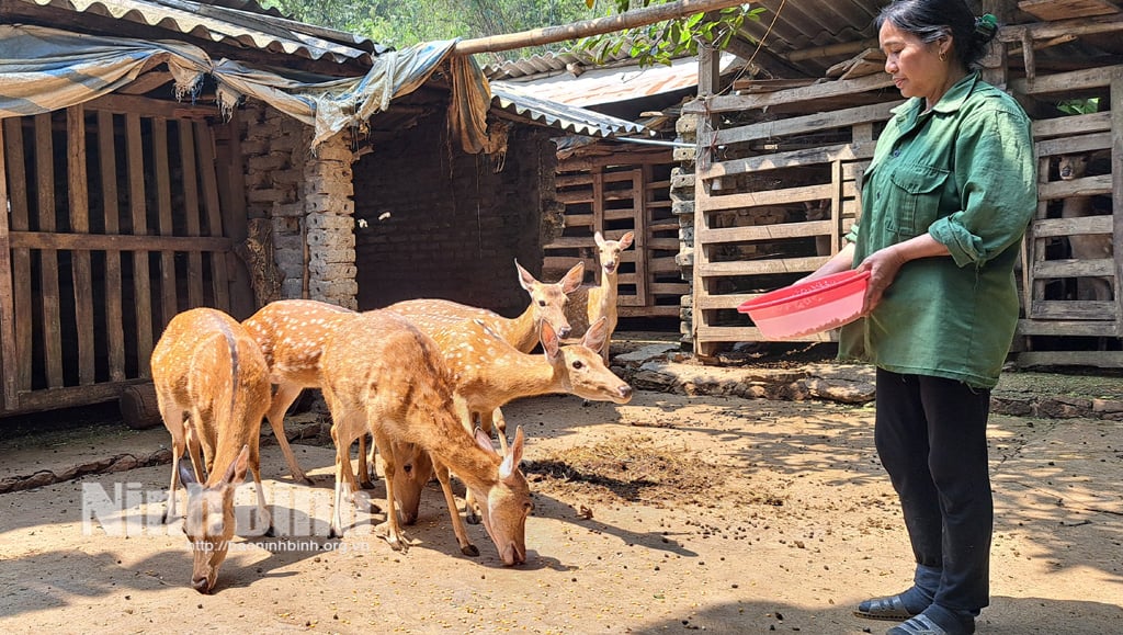 Ky Phu Nhan étend son modèle d'élevage de cerfs aux bois de velours