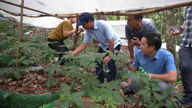 Kon Tum: Sẵn sàng cho Hội thảo mở ra cơ hội nâng tầm giá trị sâm Ngọc Linh- Ảnh 2.