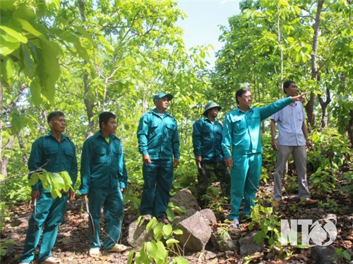 Strive to increase forest cover rate