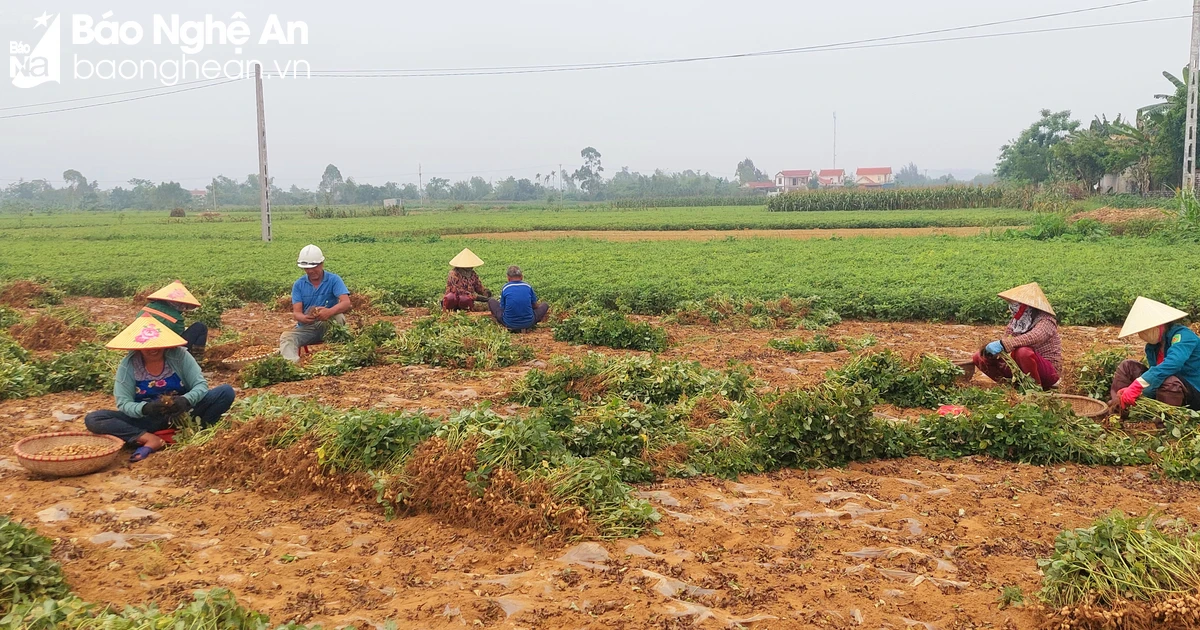 សណ្តែកដីស្រស់នៅខេត្ត Nghe An មានការប្រមូលផលល្អ និងតម្លៃល្អ។