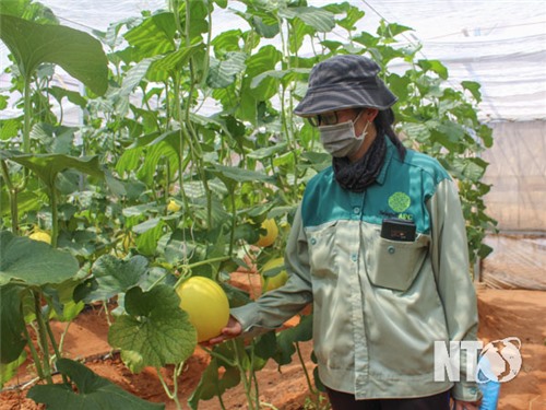 Thuan Nam : l'accent est mis sur le développement d'une agriculture de haute technologie