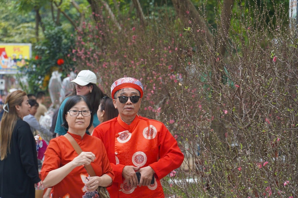 El antiguo melocotonero Son La, valorado en casi 100 millones, atrae a clientes en la ciudad de Ho Chi Minh Foto 7