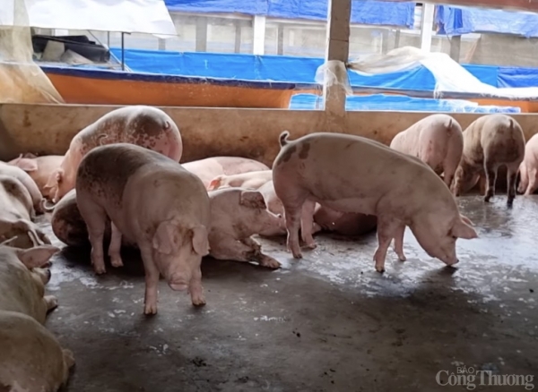 តម្លៃជ្រូកថ្ងៃនេះ ថ្ងៃទី 24 ខែមករា ឆ្នាំ 2025៖ ការថយចុះបន្តិចនៅទូទាំងក្រុមប្រឹក្សាភិបាល