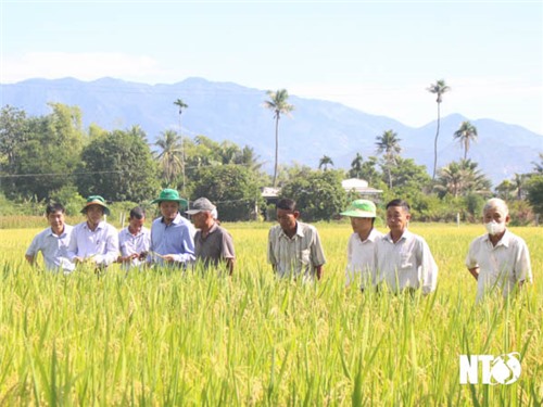 Workshop on demonstration model of high quality rice variety Q5 and testing organic Sumo rice variety