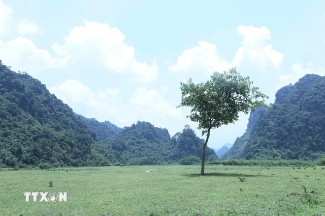 Interesante árbol solitario en la verde pradera de Dong Lam. (Foto: Anh Tuan/VNA)