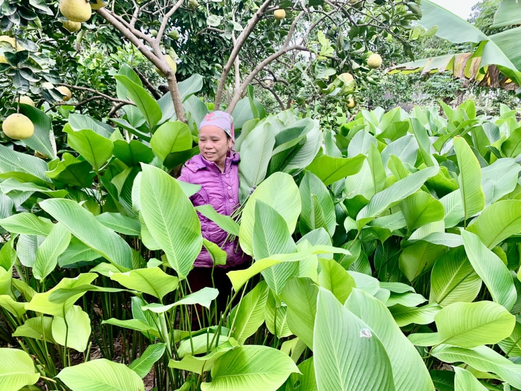 Farmers in Dong Ket commune harvest dong leaves.