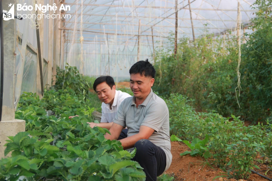 bna_Anh Phạm Văn Ba kiểm tra cây dâu tây trồng thử nghiệm trong nhà lưới. Ảnh Quang An.JPG