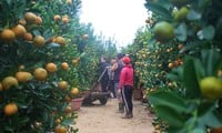 Busy with flower carts on Tet holiday, workers earn millions every day