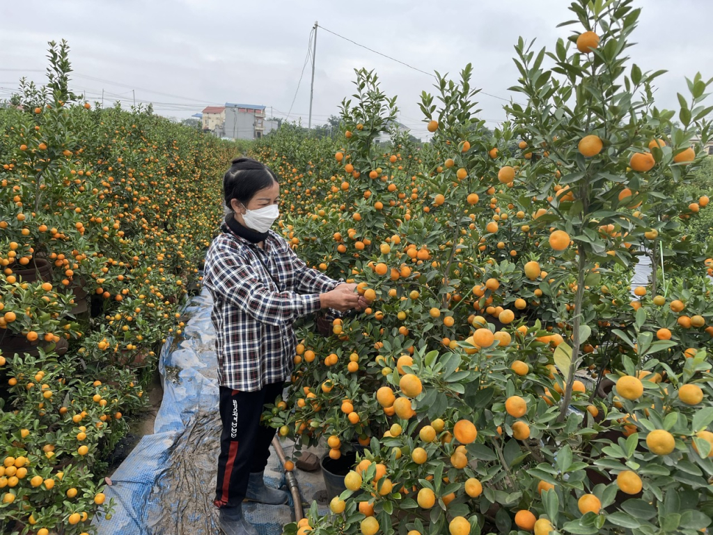 Modelo de cultivo de kumquat de la familia de la Sra. Pham Thi Chu