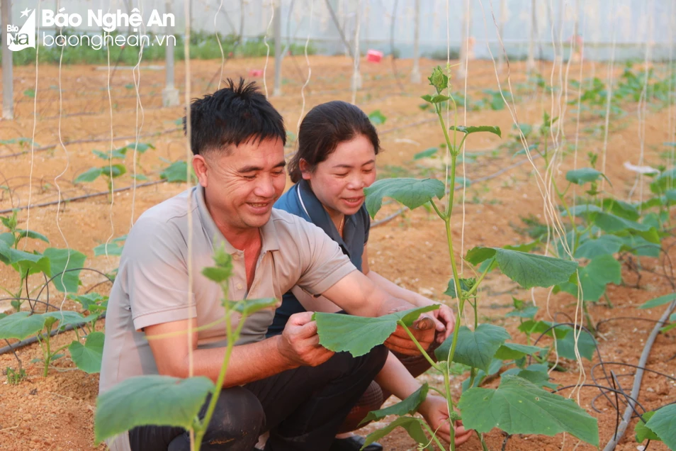 bna_Anh Phạm Văn Ba cho biết vụ xuân hè này trồng dưa lưới trong nhà lưới thường cho hiệu quả cao. Ảnh X.Hoàng.JPG