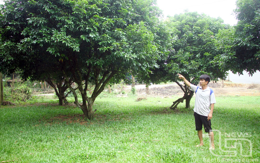 In the 2023 lychee crop, after deducting all expenses, on average, Mr. Nguyen Van Huan (Bai Bong hamlet, Hop Tien commune, Dong Hy) earned more than 1 million VND per lychee tree, but this year's lychee crop was a total loss.