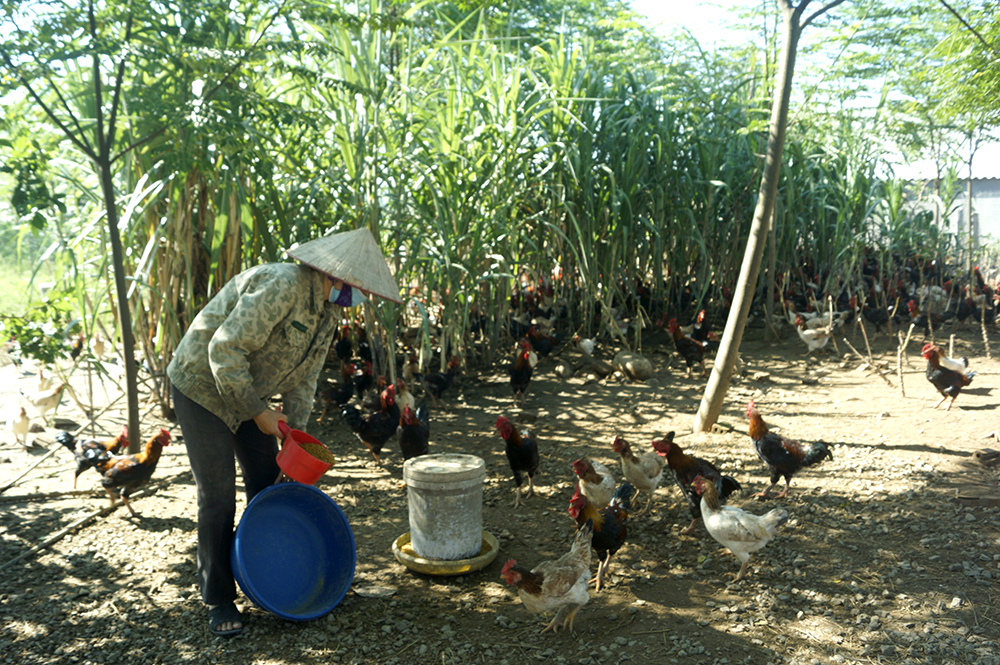 កសាងកសិកម្មប្រកបដោយសុវត្ថិភាព និងនិរន្តរភាព