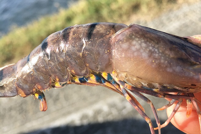 Queensland frei von Weißpünktchenkrankheit-Virus bei Garnelen