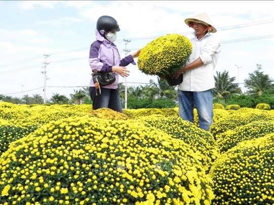 Thương lái gom hàng hoa phục vụ Tết