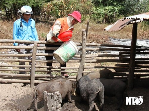 Asociación de agricultores de Bac Ai: apoyando activamente a sus miembros en el desarrollo económico