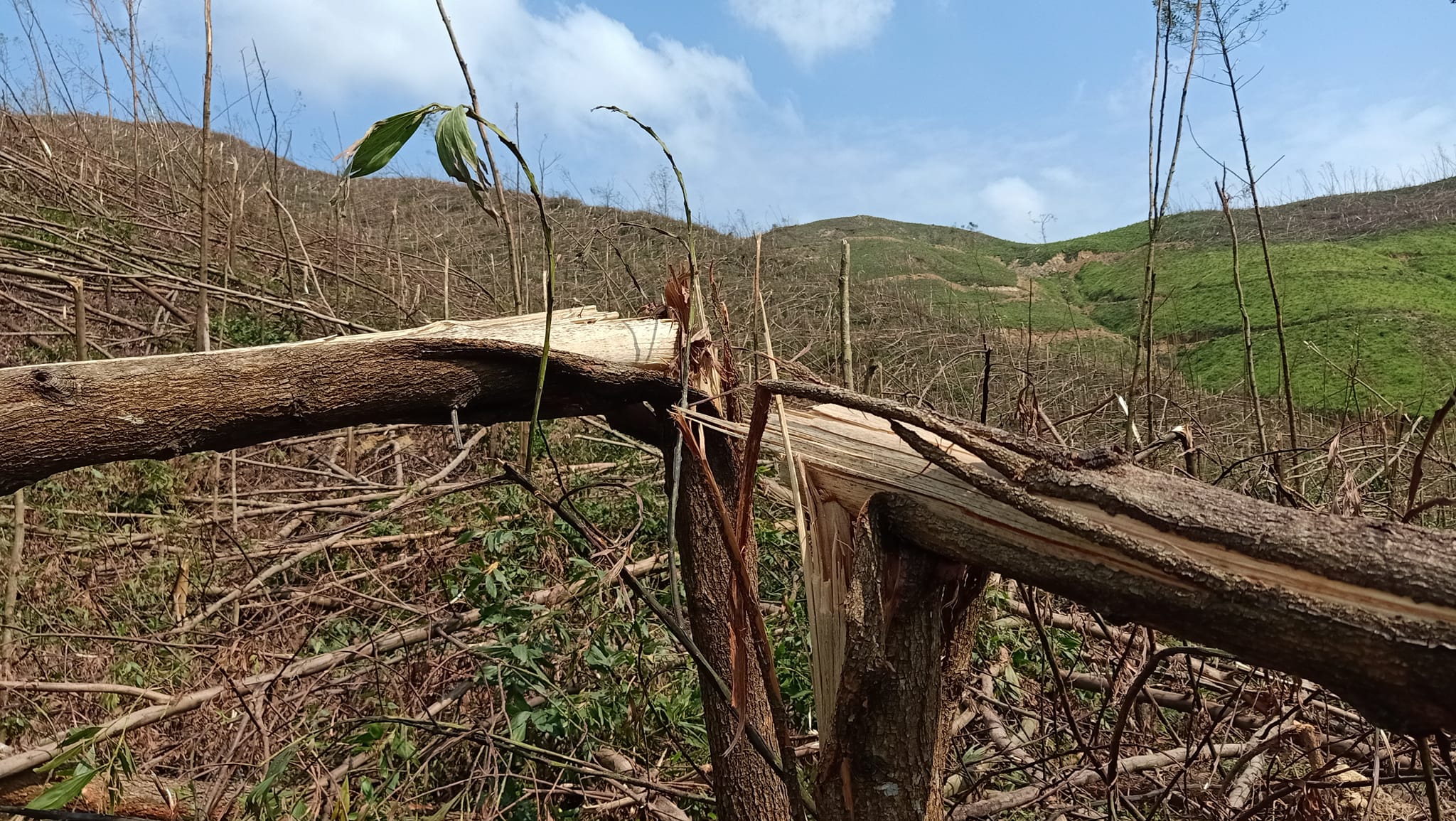 Có doanh nghiệp ở Quảng Ninh không còn cây nào sau bão - Ảnh 2.