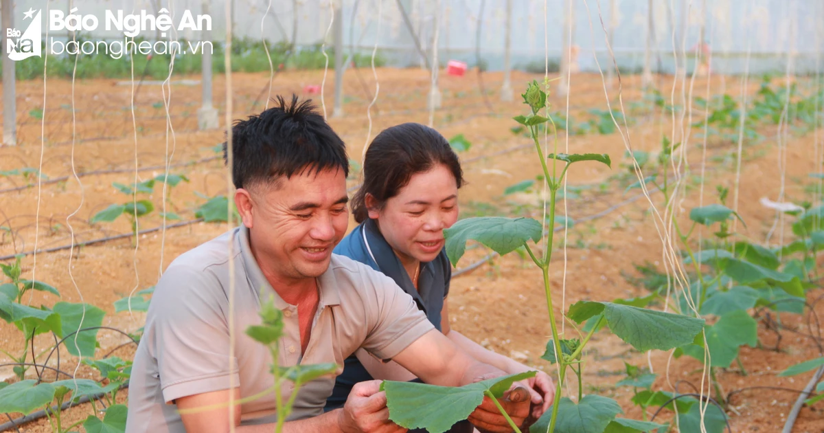 Los agricultores de las montañas de Nghe An cultivan audazmente verduras en invernaderos