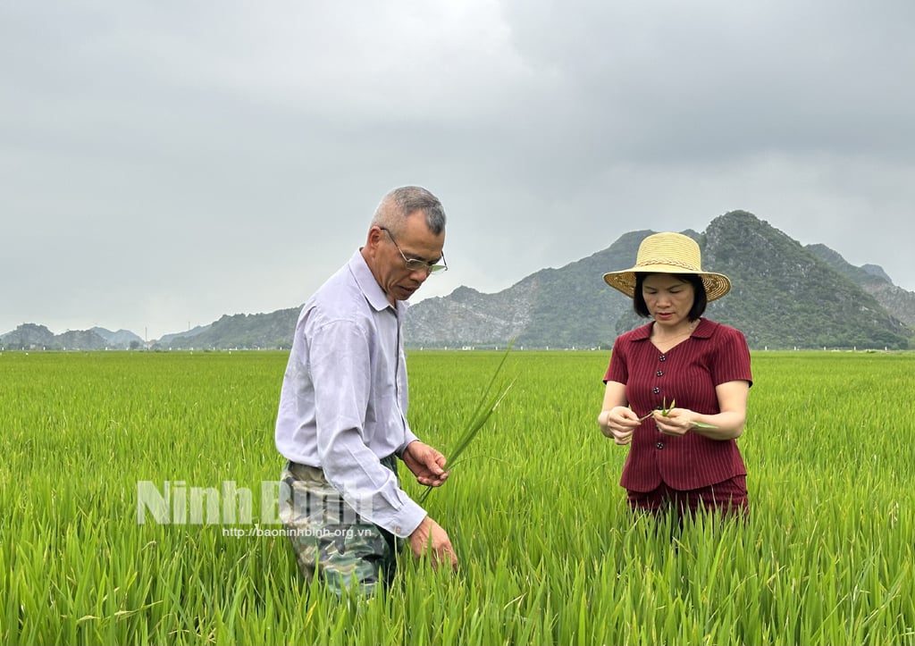 Pests and diseases on rice are becoming more and more alarming.