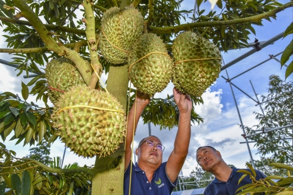 Wird die vietnamesische Durian die thailändische in China überholen?