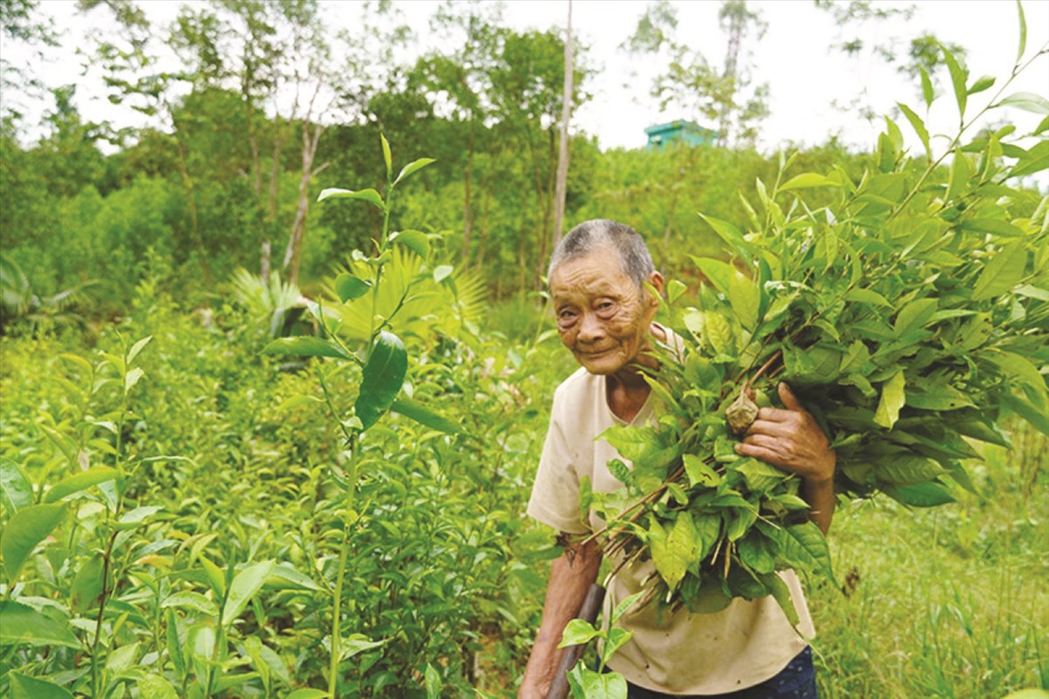 “Cây đại thụ” dưới chân đèo Đá Đẽo