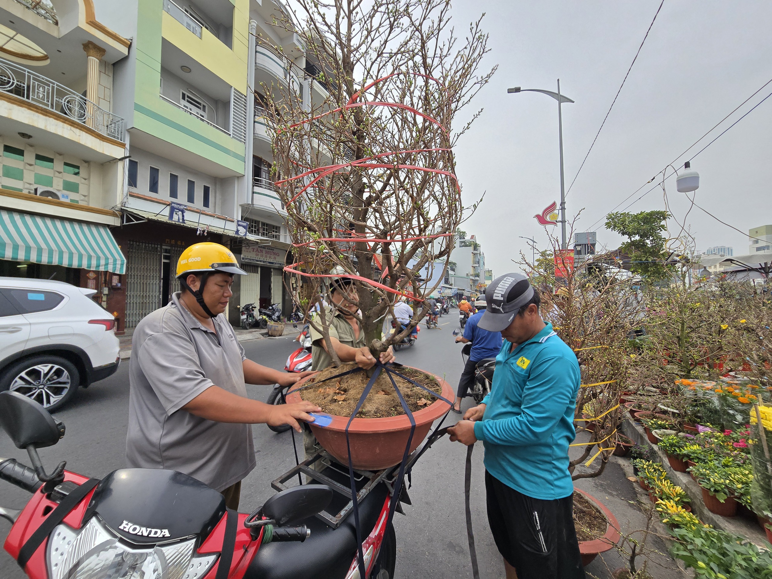 TP HCM: Khai mạc chợ hoa xuân 